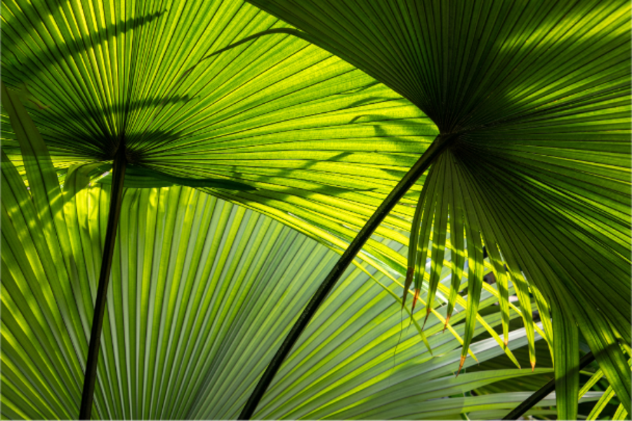 Palm Sunday – From Our Garden to Your Celebration